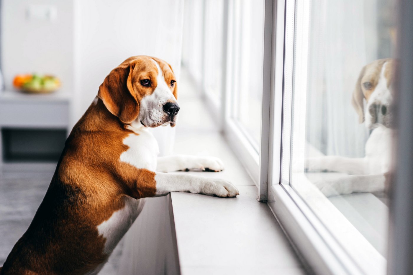 Sad dog waiting for her people to come home